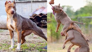 Valentão Americano   Melhor Compilação De Vídeo De Pitbull French Bulldogs Sobre Cães Incríveis #