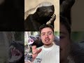 Si ces 2 animaux s’affrontaient le combat serait sans fin 😅 #ratel #glouton #wolverine #animal