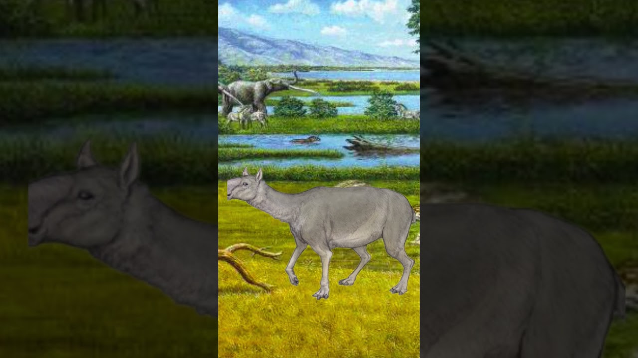 thesodon clavicaudatus