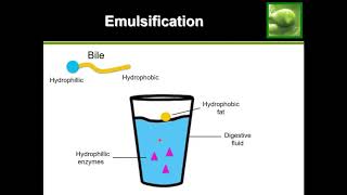 GCSE CHEMISTRY - What is an Emulsifier? - How does an Emulsifier work? -  What are Hydrophilic and Hydrophobic Molecules? - GCSE SCIENCE.