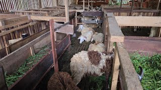 🔴LIVE‼️ABAH GUS AANG POTONG DOMBA AQIQAH SAHABAT KAPALANG | PARFUM SAFAMARWA JADI WASILAH PENGOBATAN