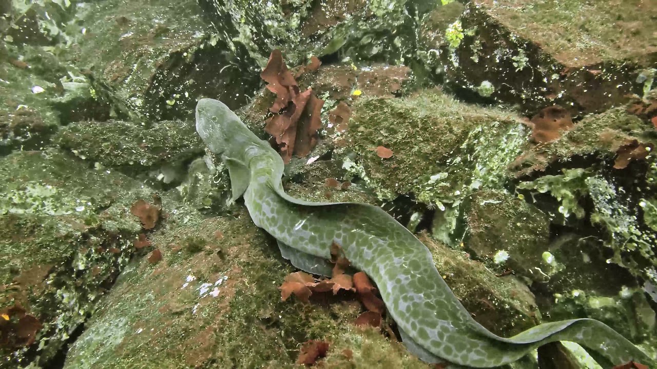 youtube-video-thumbnail