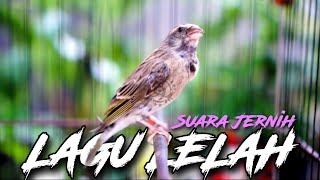 BLACKTHROAT GACOR SUARA JERNIH LAGU LELAH UNTUK MASTERAN KENARI PAUD BELAJAR BUNYI