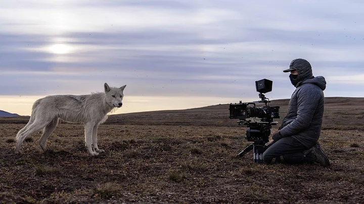 Filming a Pack of Arctic Wolves | Planet Earth III Behind The Scenes | BBC Earth