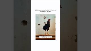 Garibaldo reapresentou 😂