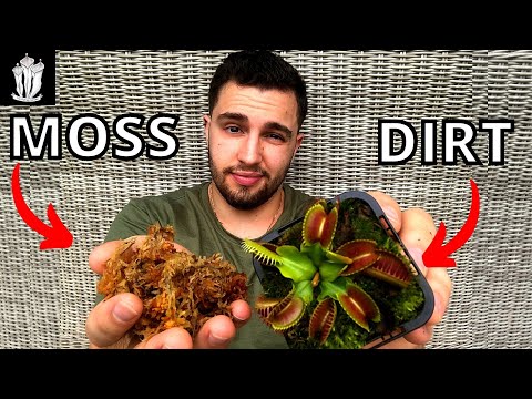 What&rsquo;s the Best Soil For a Flytrap - Soil Recipe for a Venus Flytrap