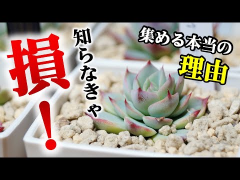 この情報を知った上で購入するのをお勧めします【多肉植物エケベリア