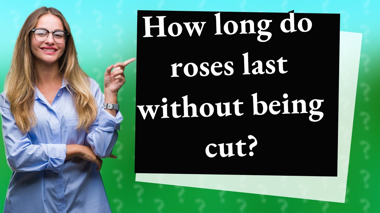 How long do roses last without being cut? - YouTube