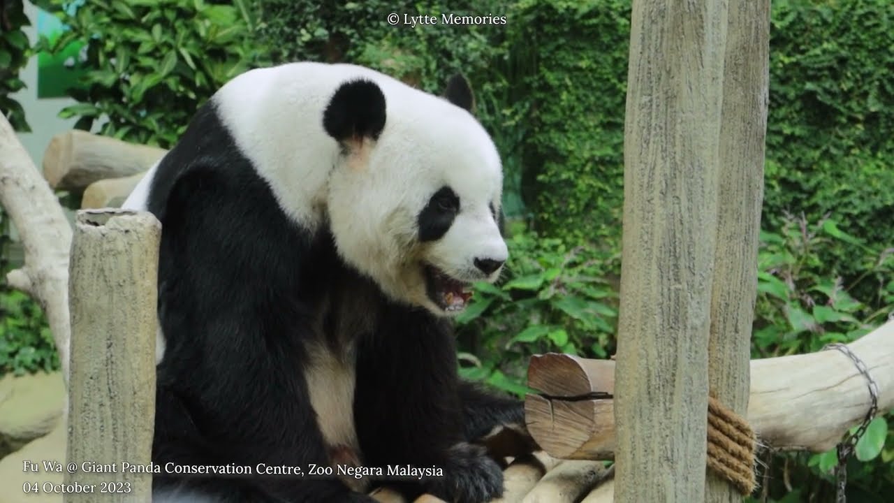 Giant Panda Fu Wa 大熊猫福娃 @ Giant Panda Conservation Centre, Zoo Negara Malaysia (04 October 2023)