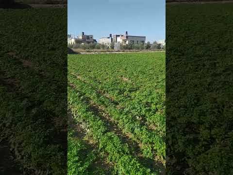 سبانخ السنه