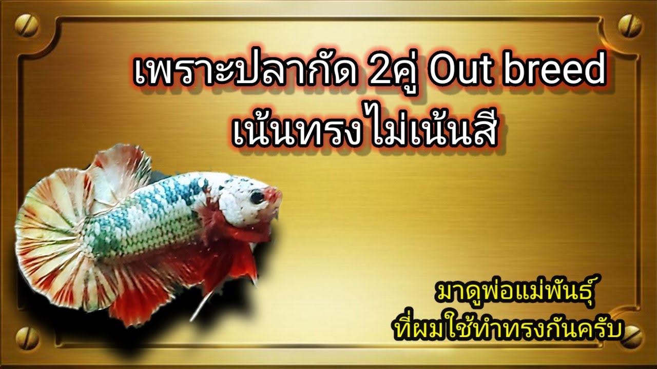 เพราะปลากัด2คู่ out breed (มาดูทรงปลาที่ผมใช้ทำกันครับ)