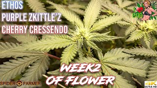 ETHO'S GENETICS WEEK 2 OF FLOWER PURPLE ZKITTLE'S CHERRY CRESSENDO