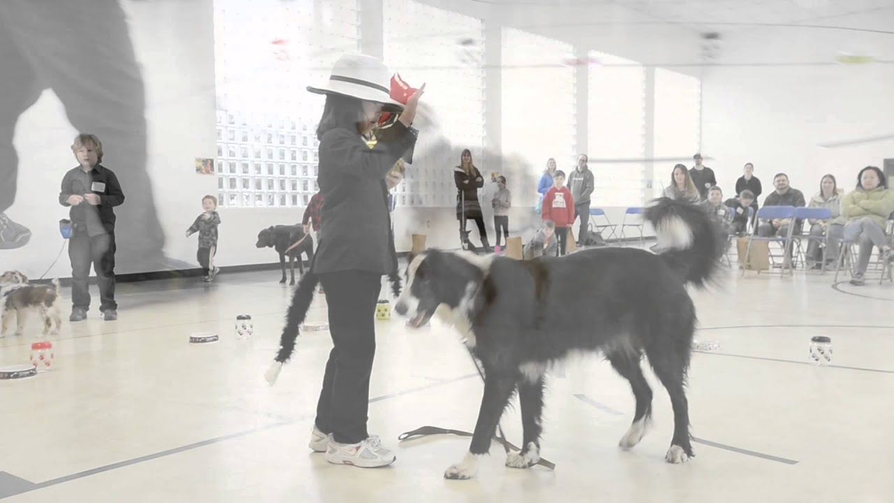 Kids Dog Show YouTube
