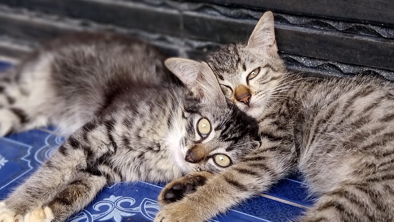 Gemes Tau, Aktivitas Kucing Kampung Di Malam Hari!!!