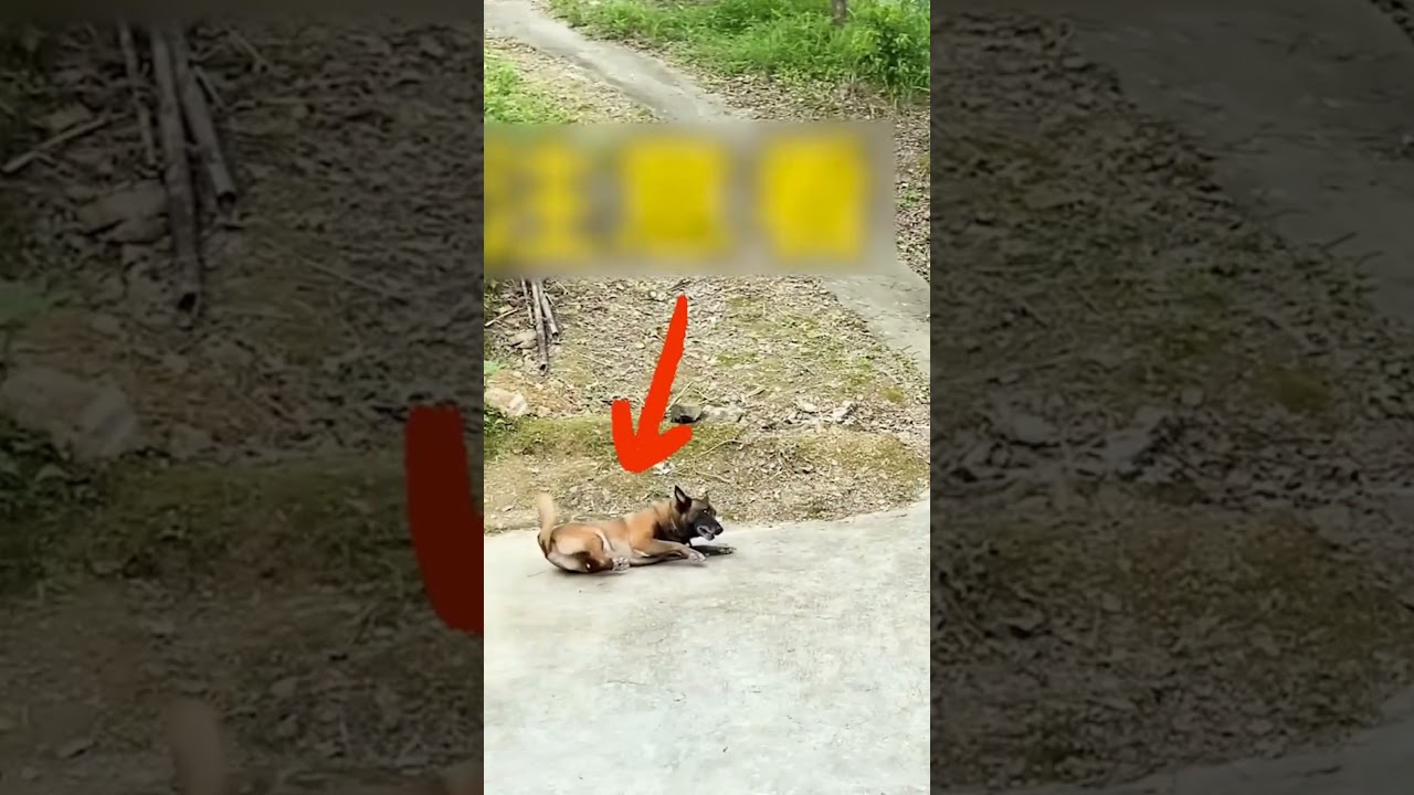 The Bravery of Animals: Unsung Heroes Without Capes 🐾🌟