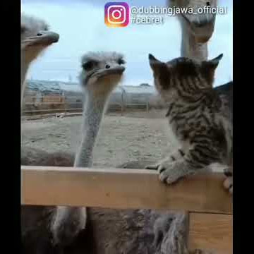 Kucing bahasa jawa''!