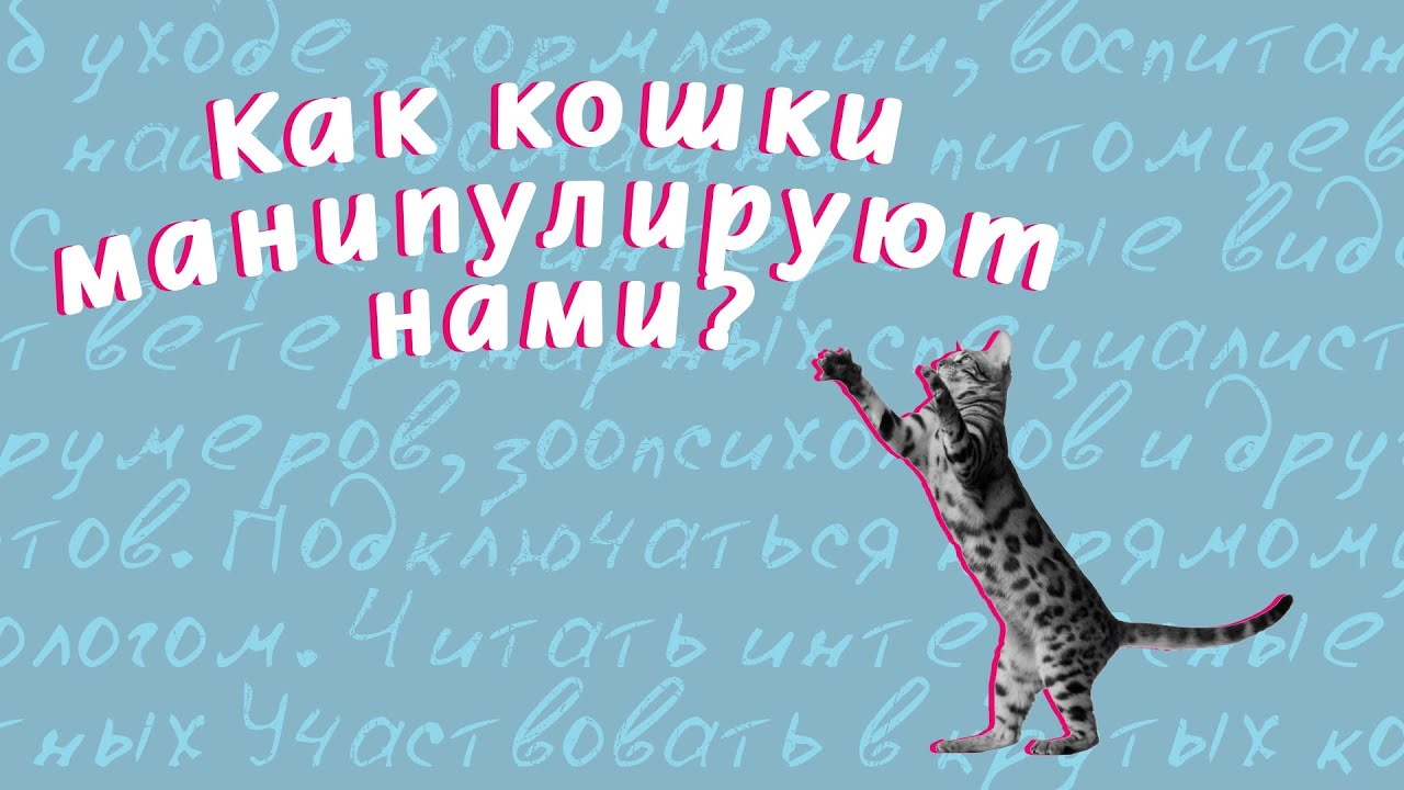 Как кошки манипулируют нами?