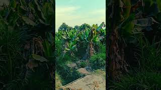 Download Lagu Ending season of banana crop 🍌 #villagelife #nature MP3
