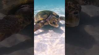 Loggerhead