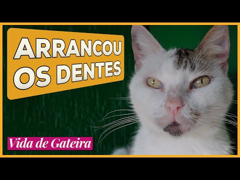 Vídeo: Levando a sério a saúde bucal do seu gato