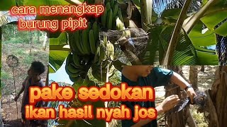 Cara Menangkap Burung Pipit Pake Sedokan Ikan