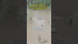 Dog Mom Jumps Into Flood To Save Puppy  #Animalrescue #Rescuepuppy