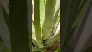 Aloe Vera plant / Natural/Healthy Plant shorts