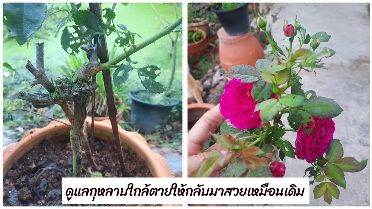ดูแลกุหลาบใกล้ตาย | ให้กลับมาสดใสเหมือนเดิม | EP.261 | คนบ้ากุหลาบ