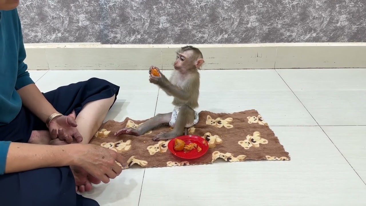 JOBI monkey carry plate and potatoes mixed with sugar to Mom to feed