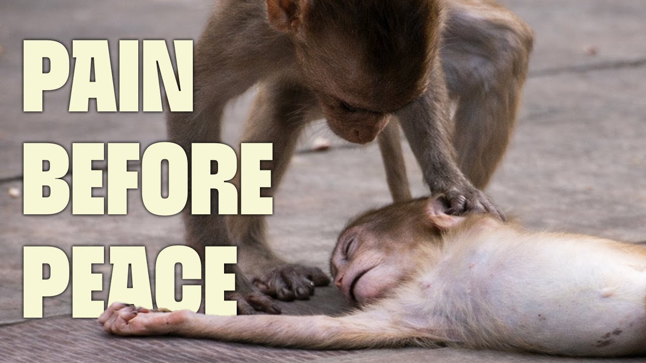 A Coup Turns Deadly - But the Rains Bring Redemption | FULL DOCUMENTARY | Monkey Thieves