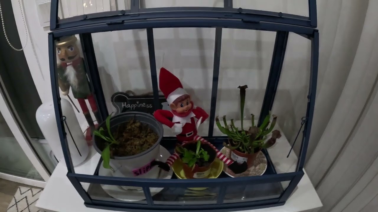 Beginners care guide for carnivorous plants!