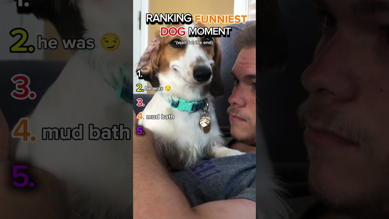 RANKING FUNNIEST DOG MOMENT 🐶🤣 