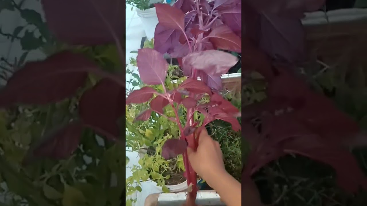 harvesting of red spinach 