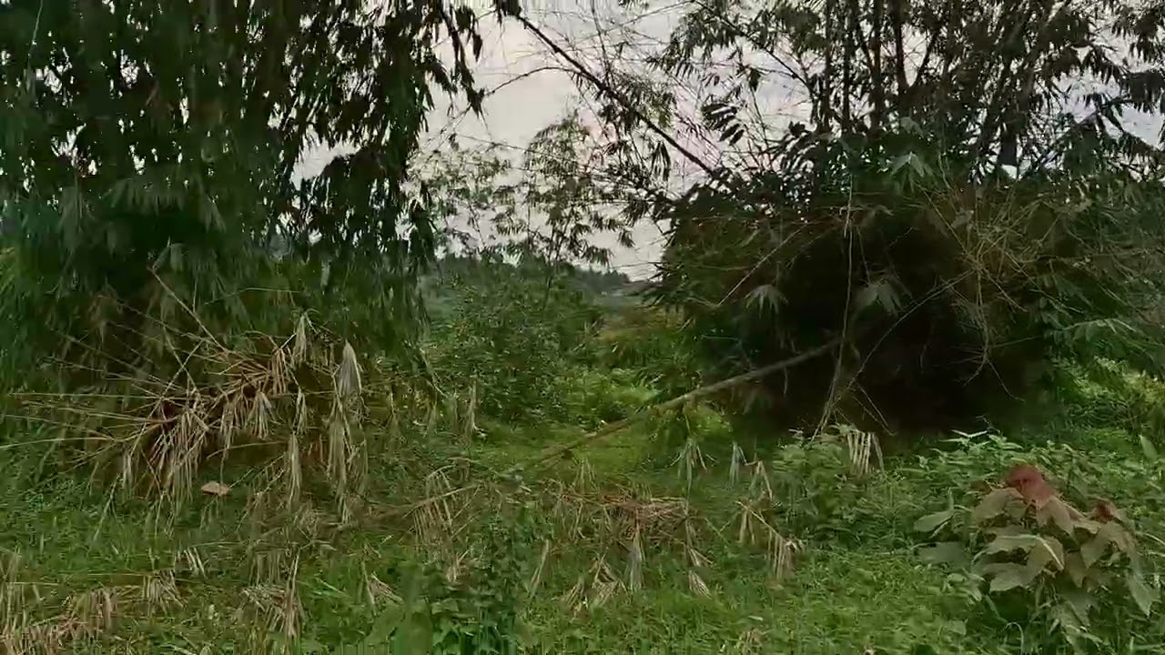 Di jual lahan kebun murah luas tanah 8000 metr surat SHM