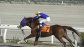 昨日騎手デビュー 妹尾将充騎手とレヴェンスホール Youtube 昨日騎手デビュー 妹尾将充騎手とレヴェンスホール Youtube