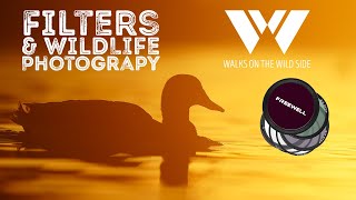 Do you need filters for wildlife photography? Freewell variable ND filters - testing and review.