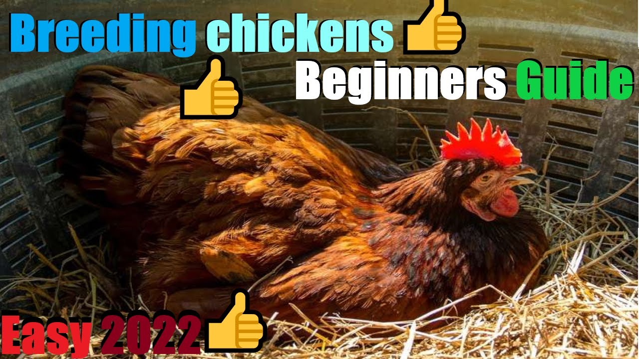 The beginners guide to breeding chickens! - YouTube