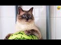 Funny animalssfunniest cats and dogs 2024
