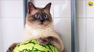 : Funny ANIMALS videosFunniest CATS and DOGS 2024