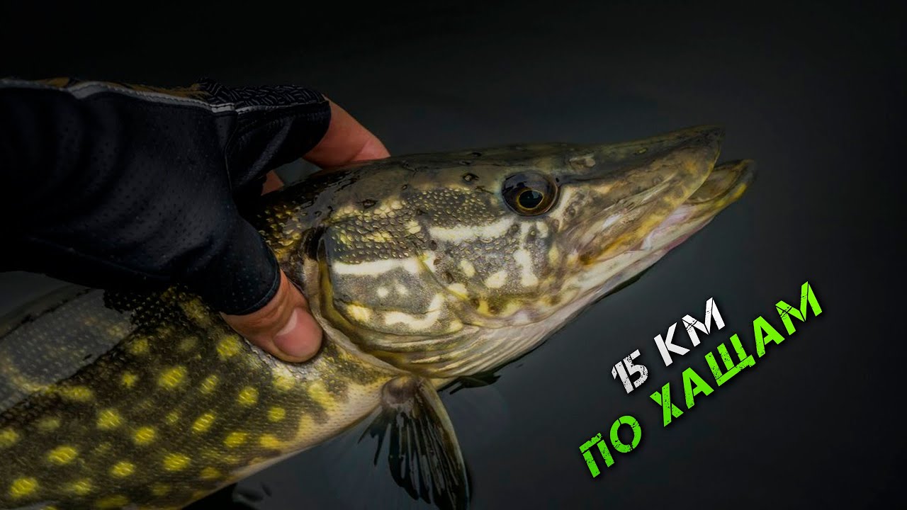 ✅ ОГО! Знайшли ЛІГВО ЩУК! 15 км ПО ХАЩАМ! ✅