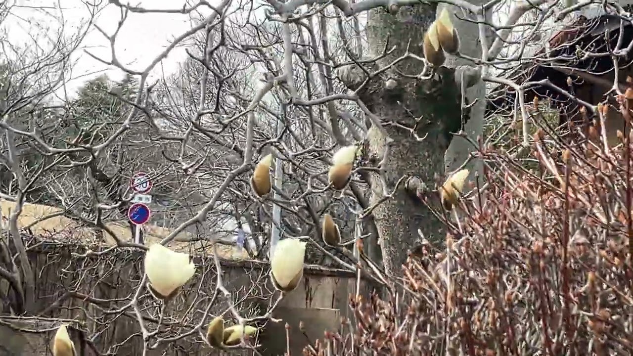 熊谷デイサービス望みの幸望庵　お散歩②