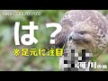 ノスリの日常を観察したらありえない生き物を捕食してた...！【コンデジ野鳥Vlog】