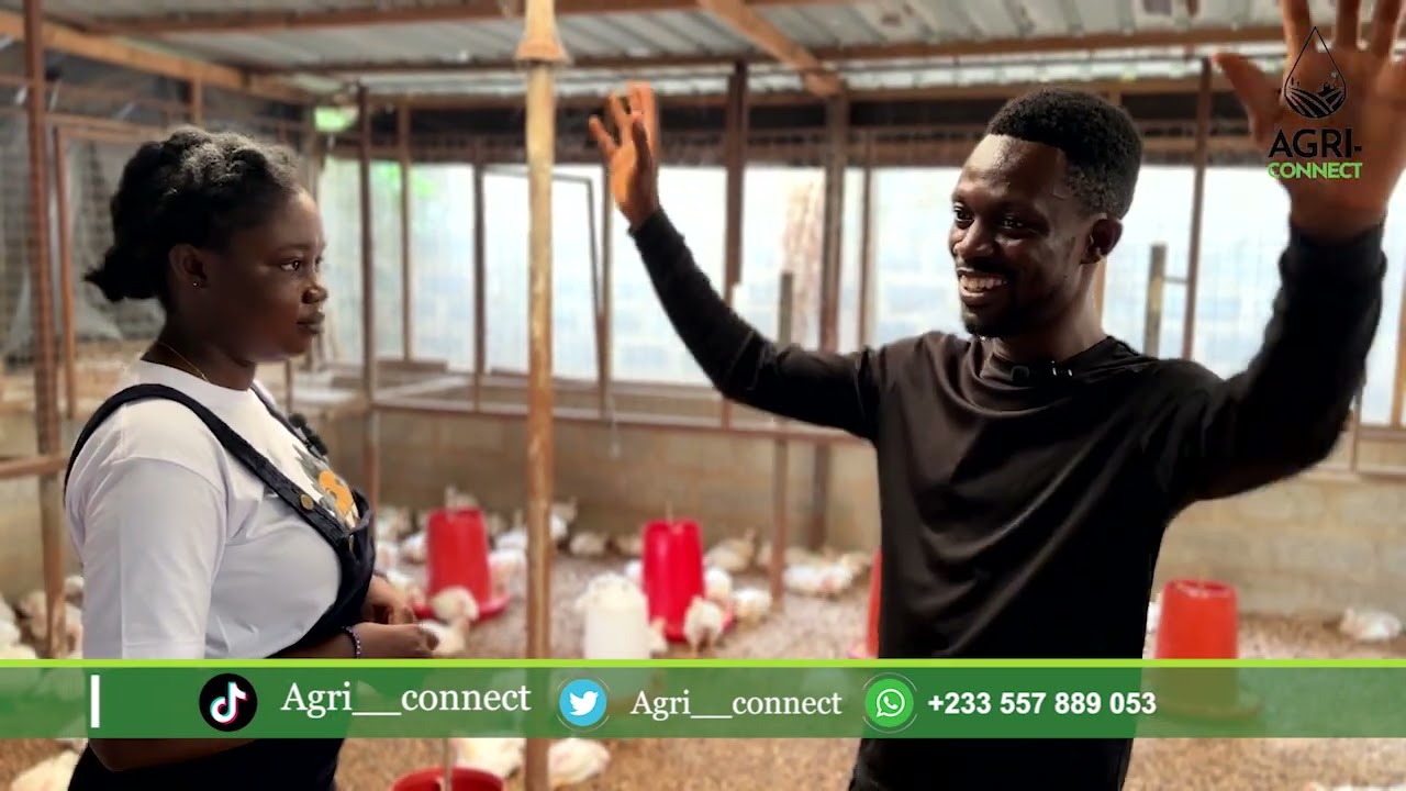 Brooding Process in Chicken Farming #agriculture #food #africa #chicken #farming #health #animals