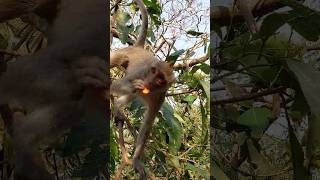 To take food for eating. shortvideo animals monkey shortsfeed