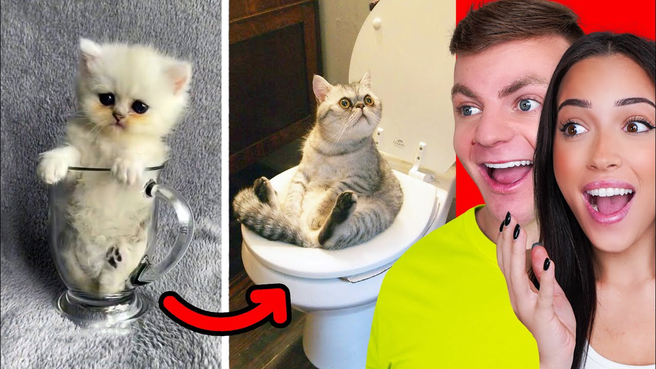 Cute Animals on Tik Tok That Will Make You Laugh - YouTube