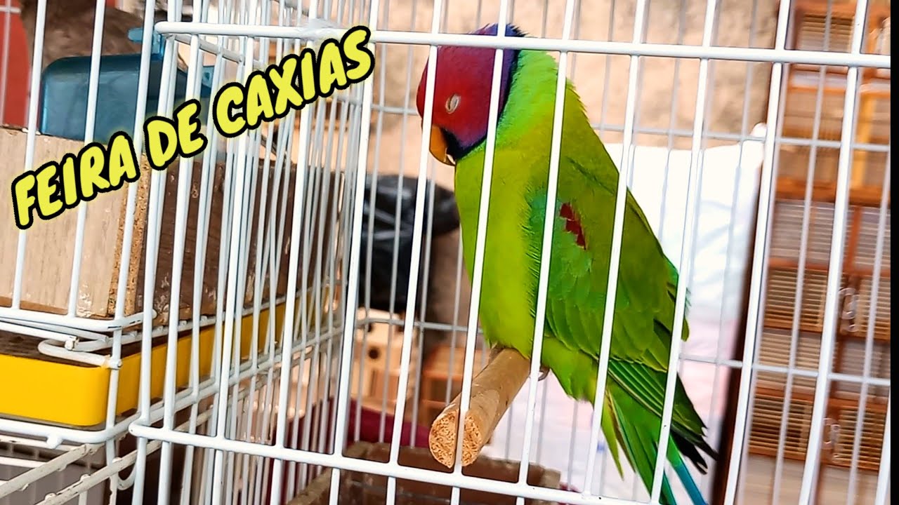 FEIRA DE CAXIAS A MAIOR FEIRA DE AVĖS E BICHOS DA AMÉRICA LATINA.