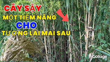 Đây là một loại cây mọc lên rất nhiều ở những nơi hoang dã miền Tây và rất có tiềm năng cho mai sau 