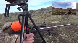 925 Yard Mulie, One Shot One Kill