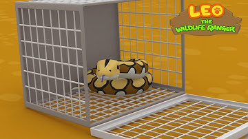 Reticulated Python - Leo the Wildlife Ranger Minisode #111