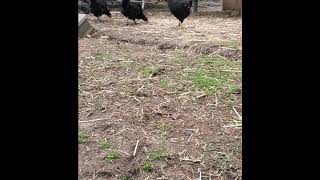 Chicken Slow motion! screenshot 4